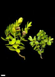 Veronica treadwellii. Sprigs, from Sealy Range (left) and Amuri Pass (right). Scale = 10 mm.
 Image: M.J. Bayly & A.V. Kellow © Te Papa CC-BY-NC 3.0 NZ